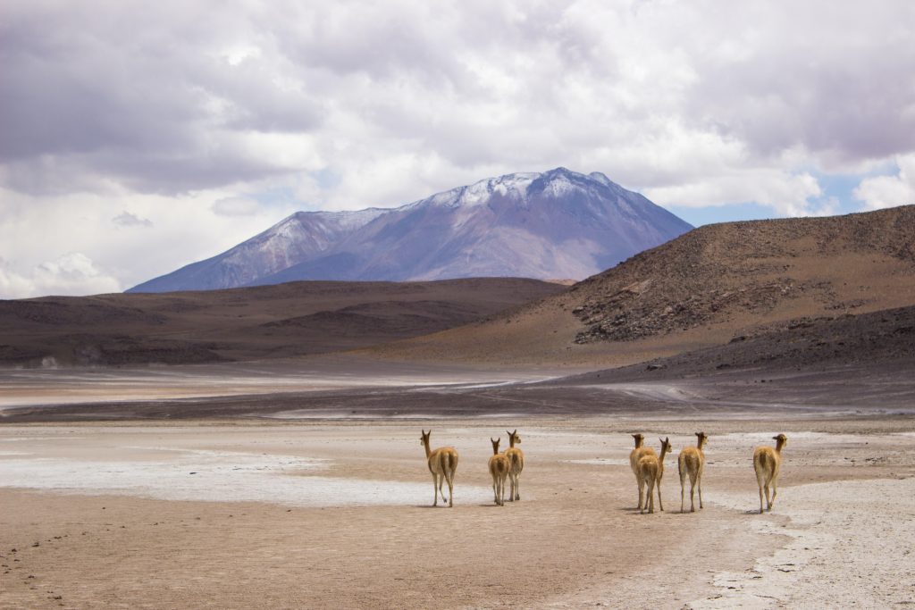 Vikunjas Altiplano - Abolengo de Alpaca